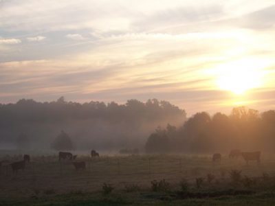 Wordless Wednesday: Morning Has Broken Image
